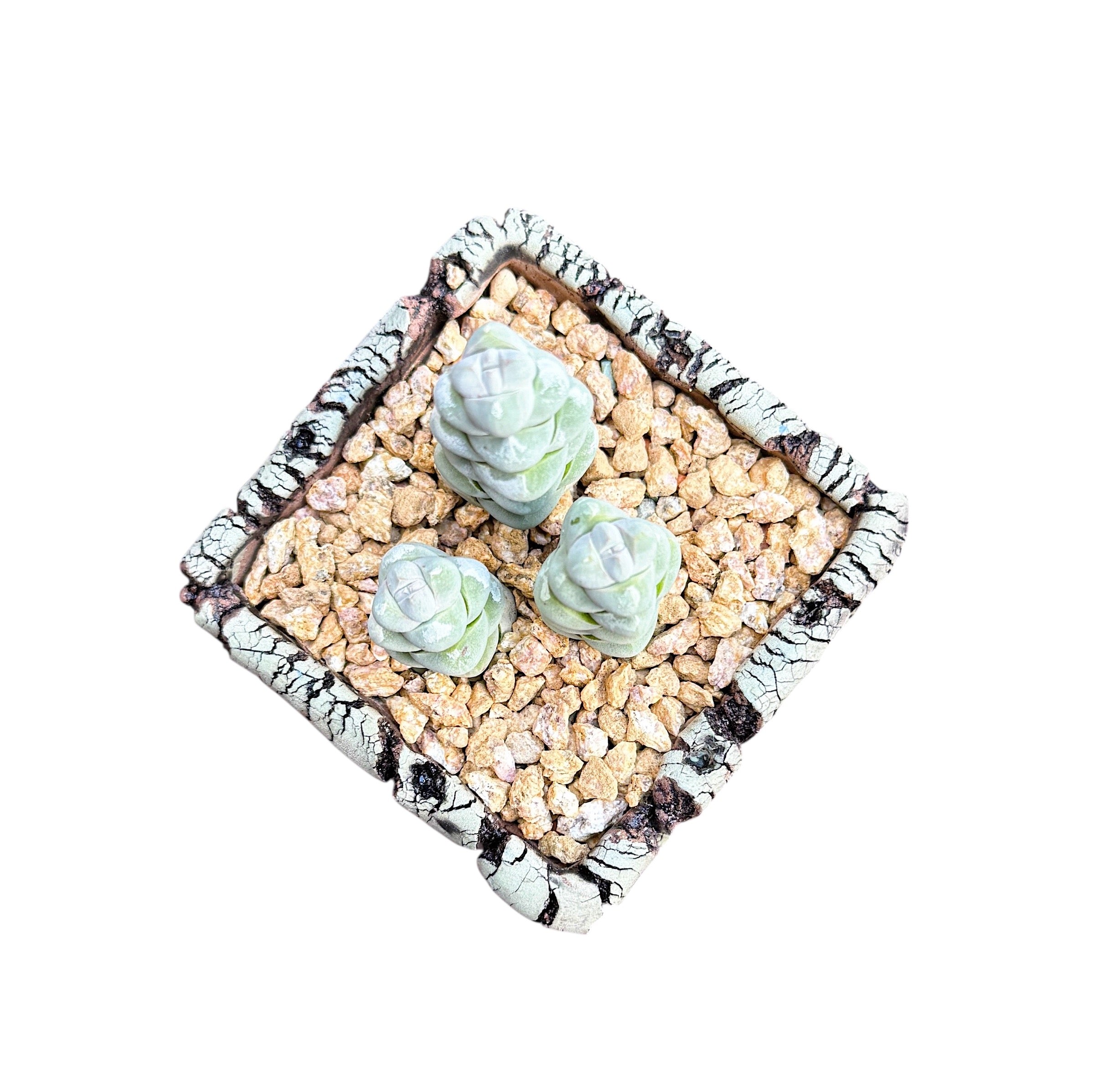 Crassula Plegmatoides