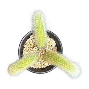 Monkey’s tail cactus (cluster)