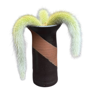 Monkey’s tail cactus (cluster)