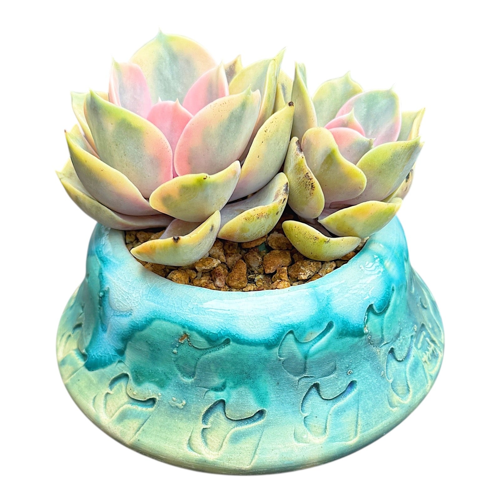 Echeveria Rainbow