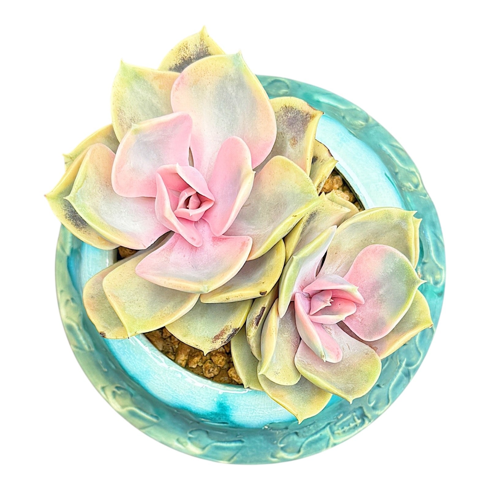 Echeveria Rainbow