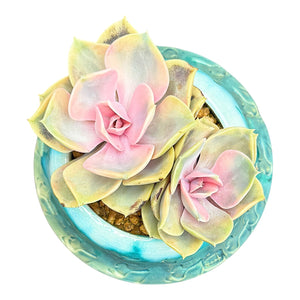 Echeveria Rainbow