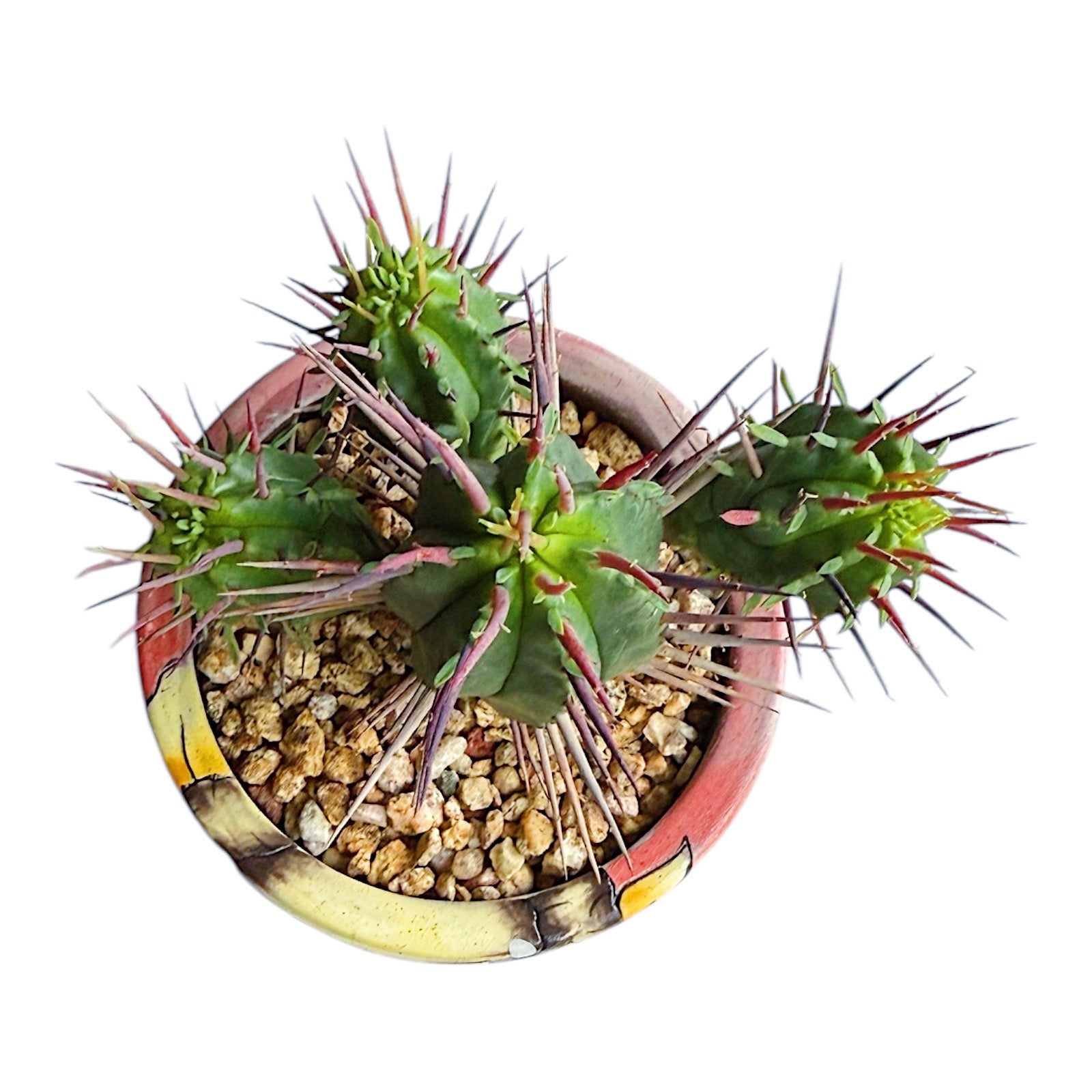 Milk Barrel Cactus