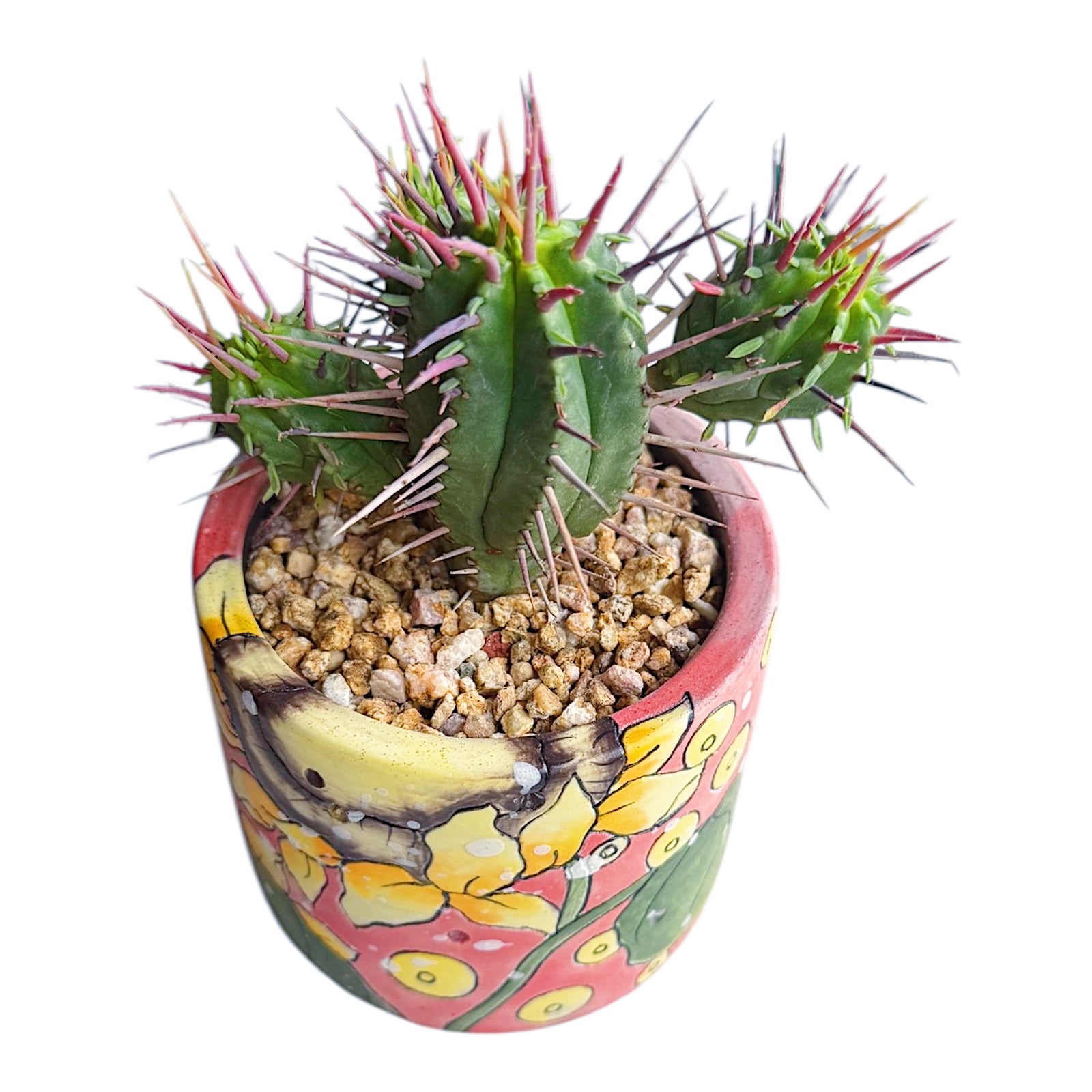 Milk Barrel Cactus
