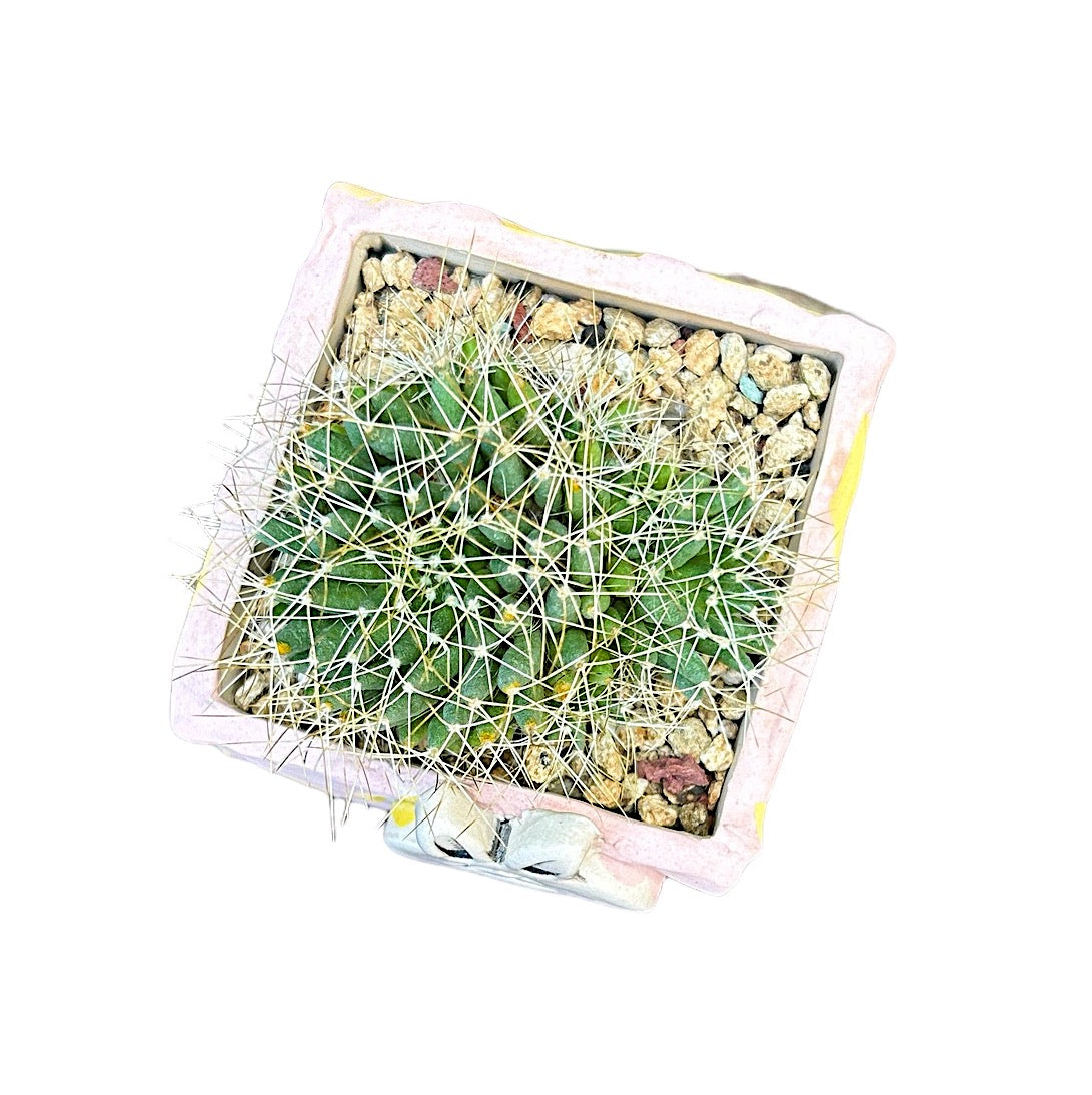 Mammillaria Compressa