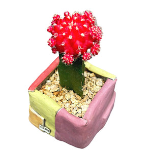 Moon Cactus (red)