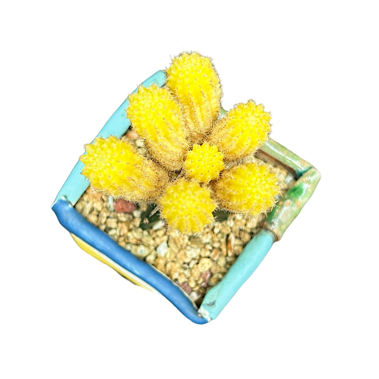 Moon Cactus (yellow)