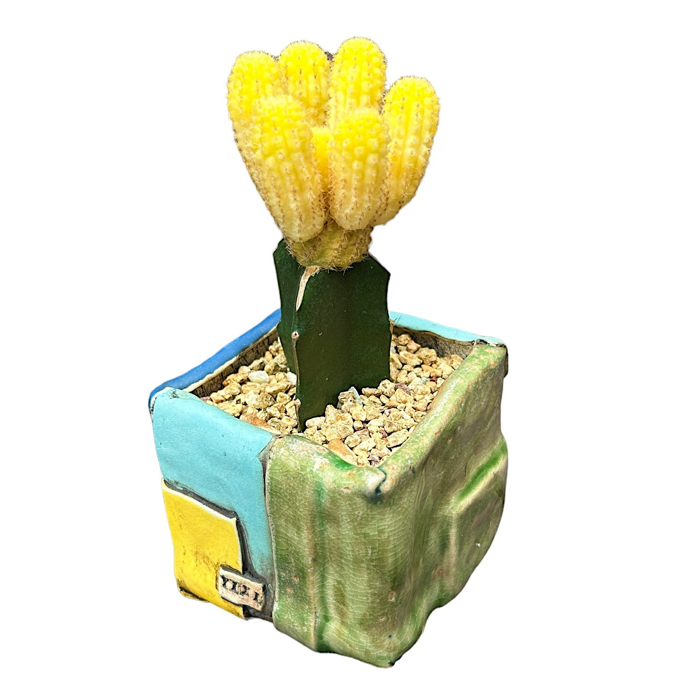 Moon Cactus (yellow)