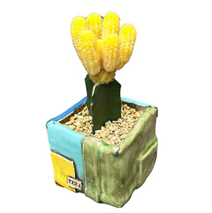 Moon Cactus (yellow)