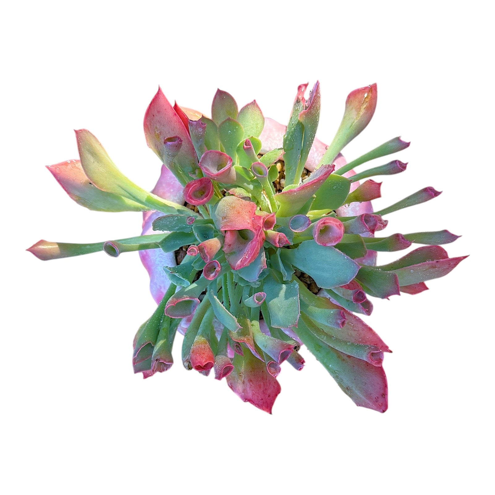 Echeveria Trumpet Pinky