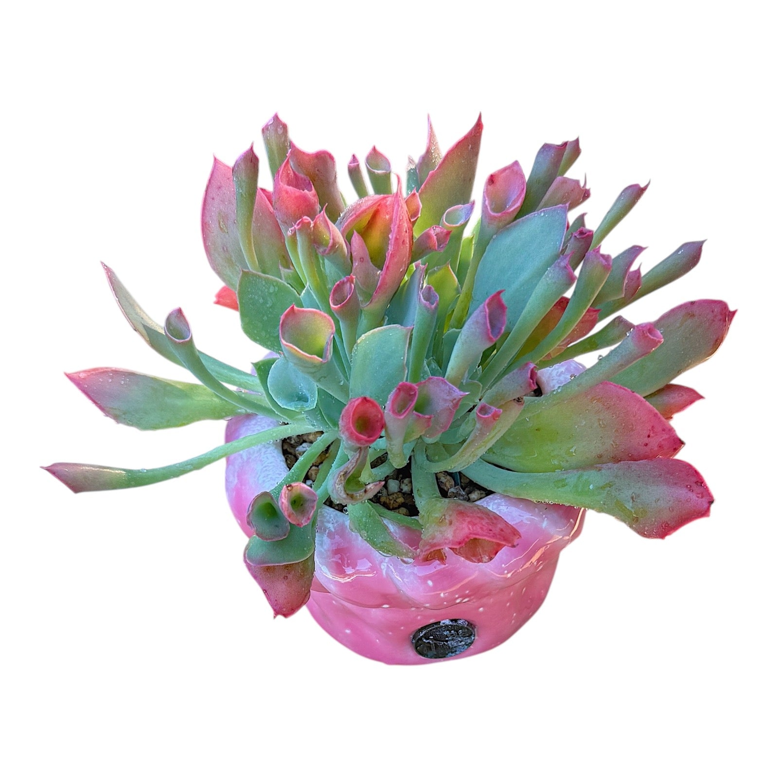 Echeveria Trumpet Pinky