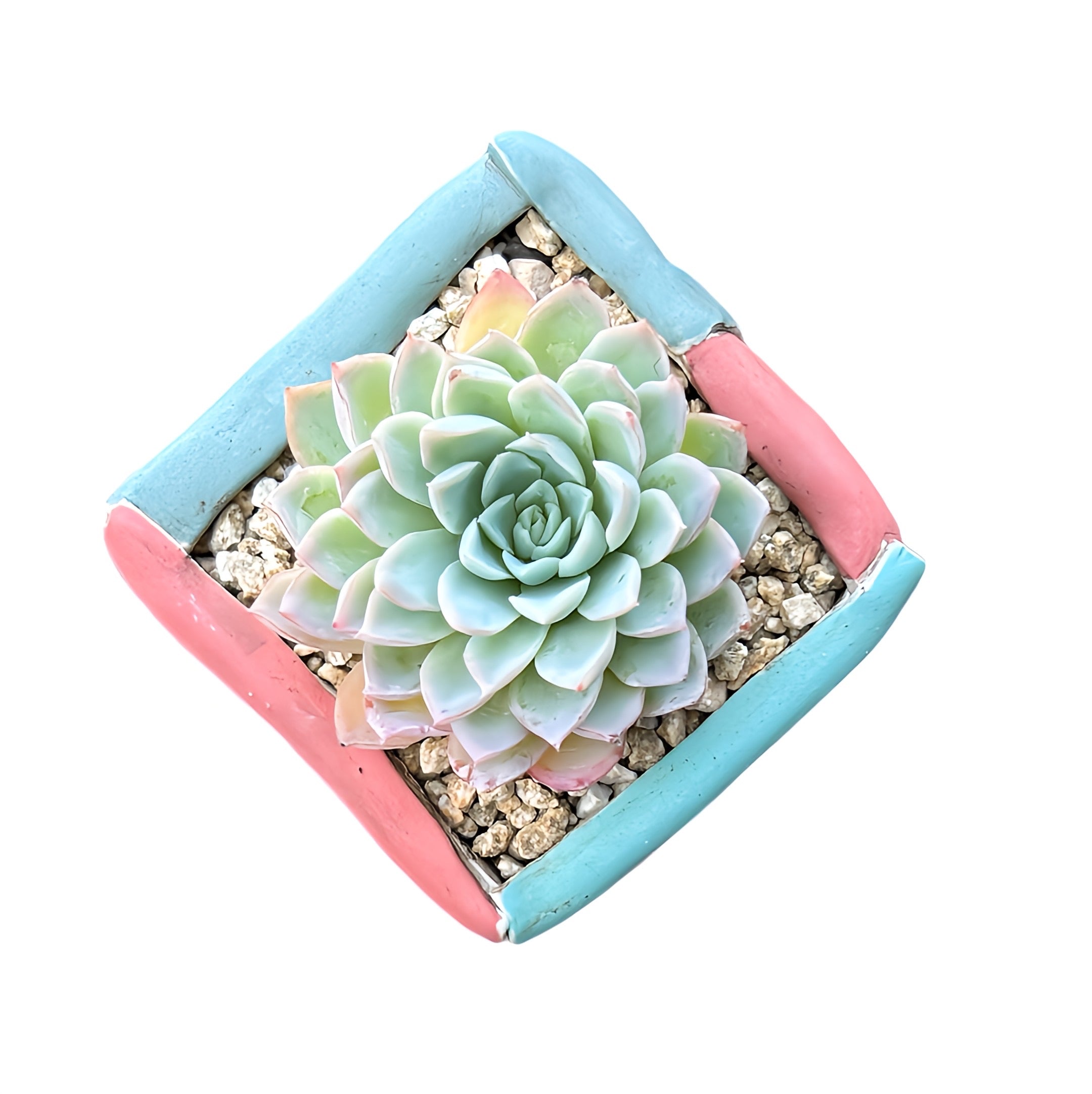 Echeveria Violet Queen