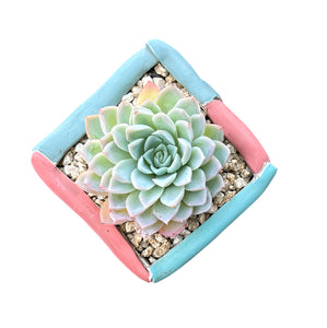 Echeveria Violet Queen