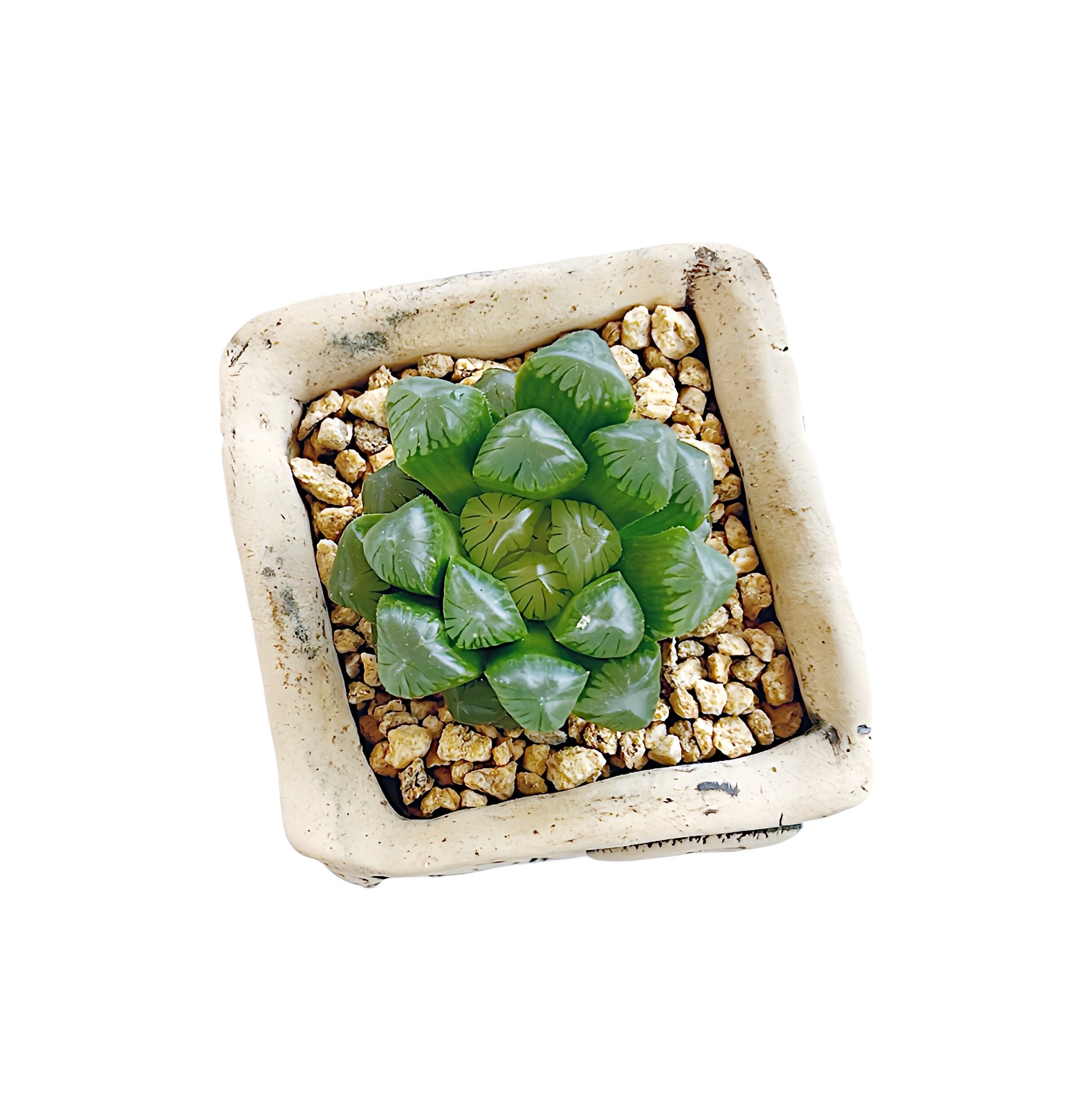 ice lantern succulent Ice Lantern – Limestone Succulents