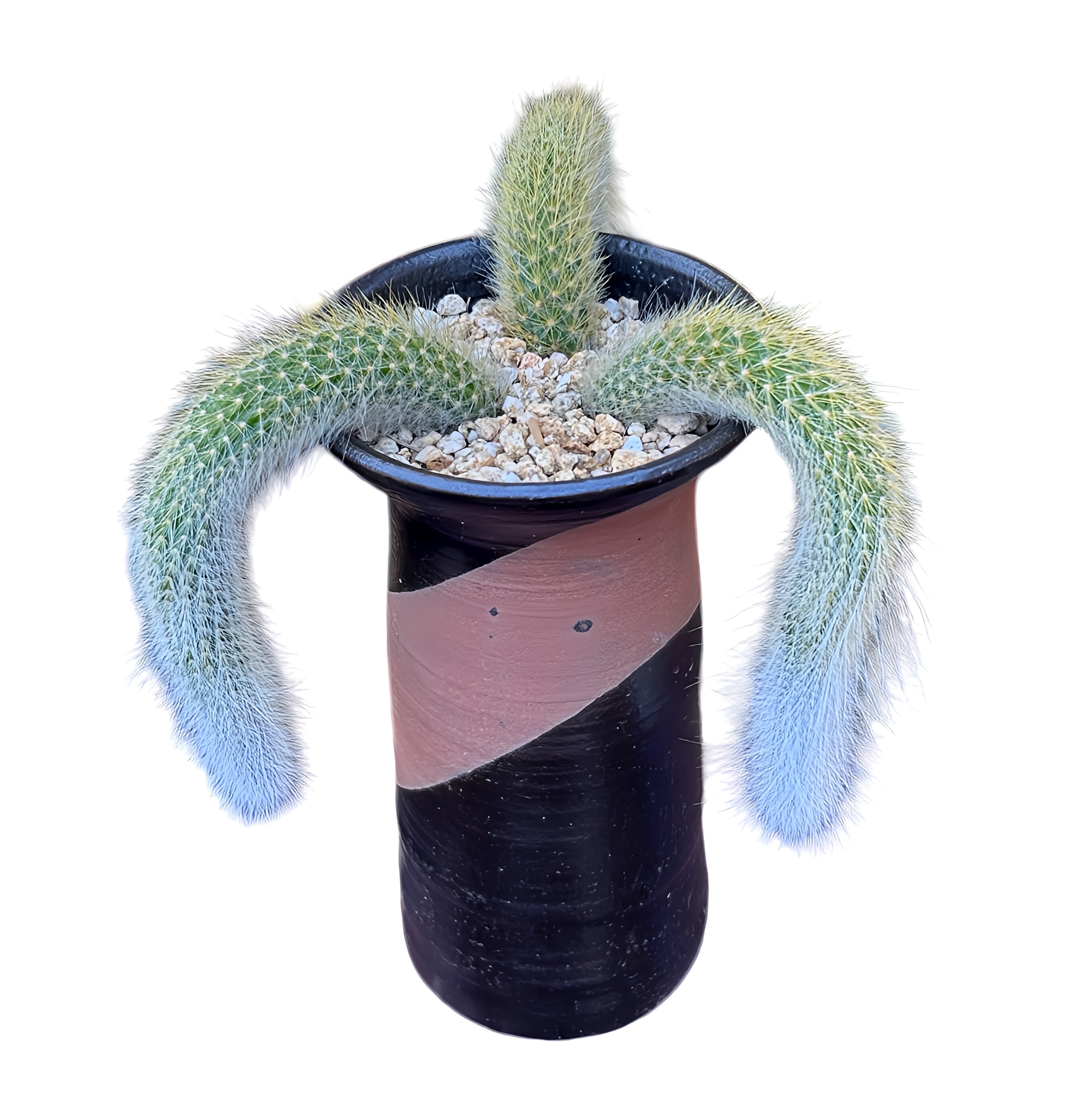 Monkey’s tail cactus (cluster)