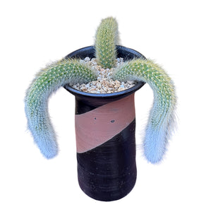 Monkey’s tail cactus (cluster)