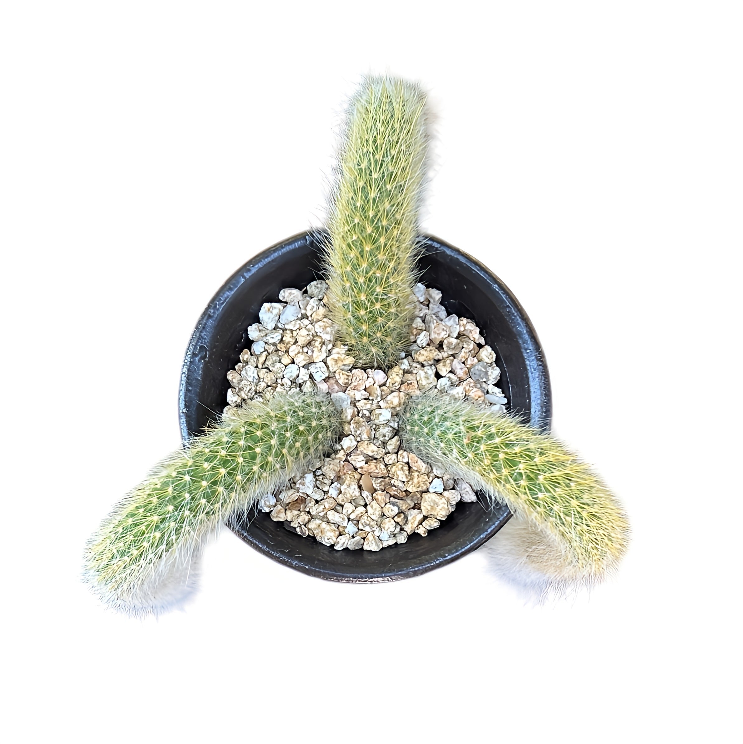 Monkey’s tail cactus (cluster)