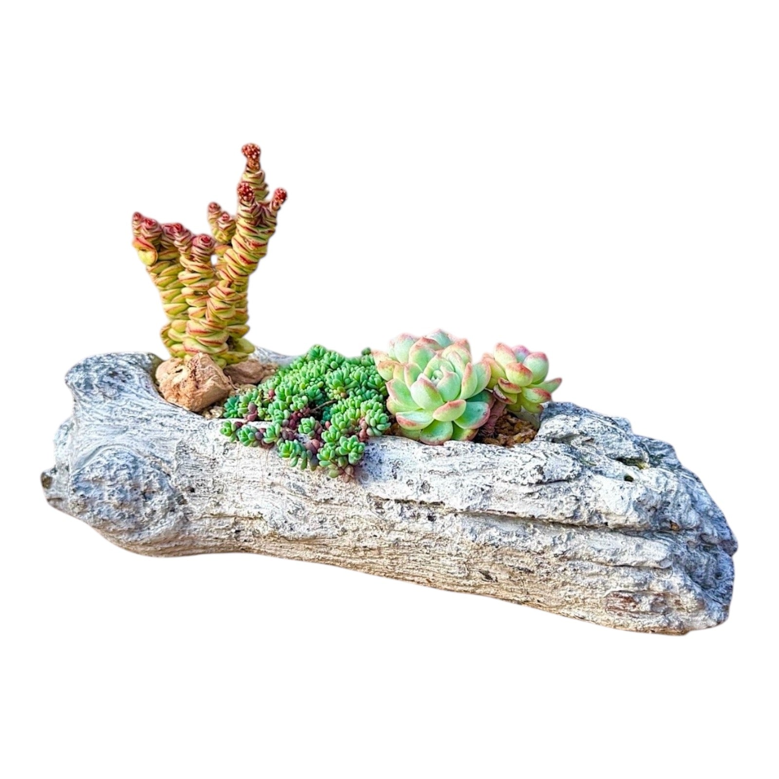 Driftwood Succulent Haven