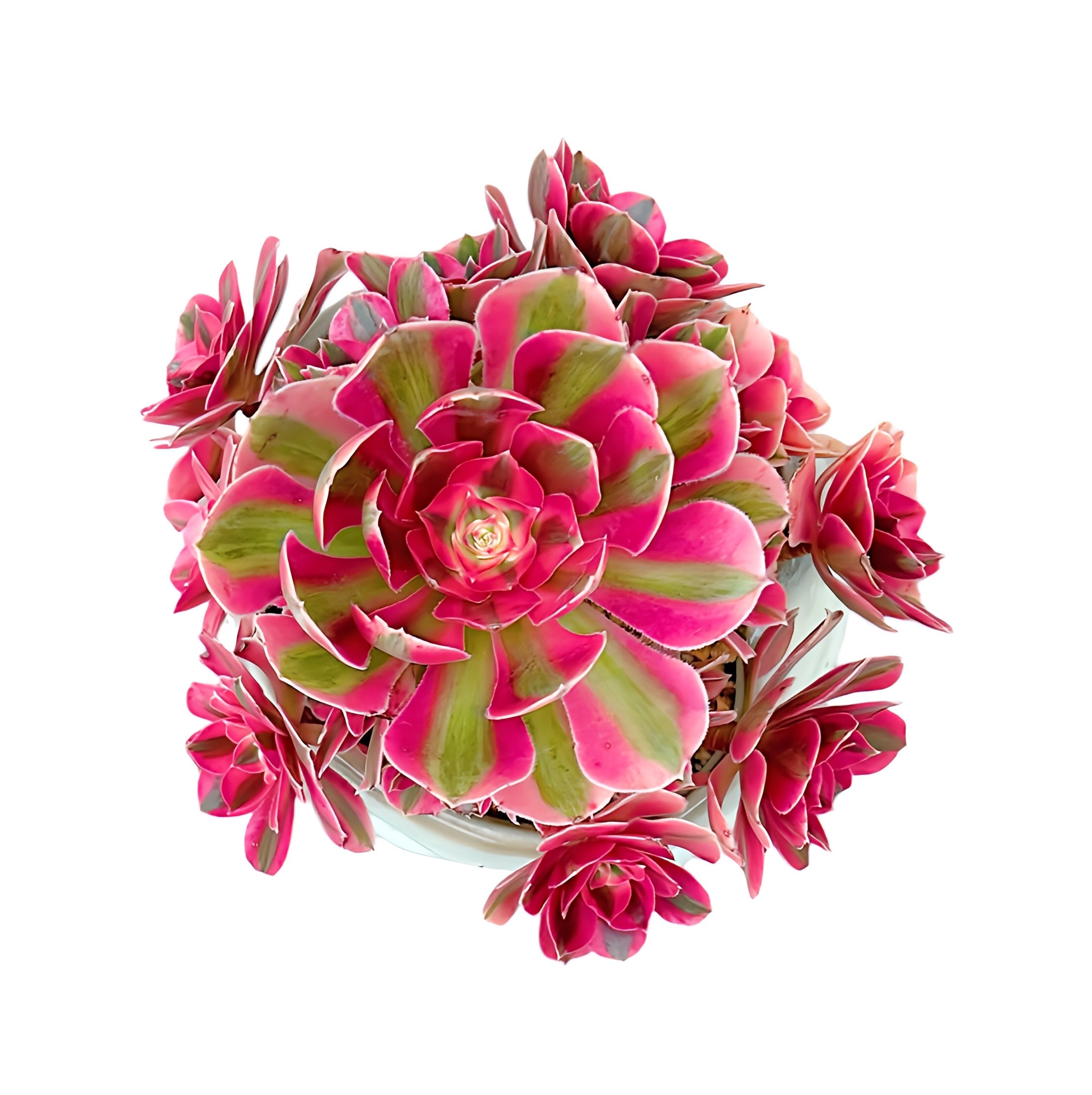 Aeonium Pink Witch Tree (variegated)