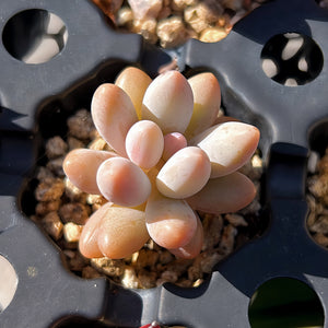 Pachyphytum Hybrid ‘Tangyuan’/ Pink Cheese X Baby Finger