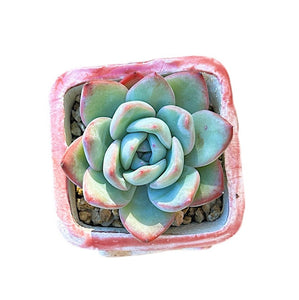 Echeveria Sensation Amabelli