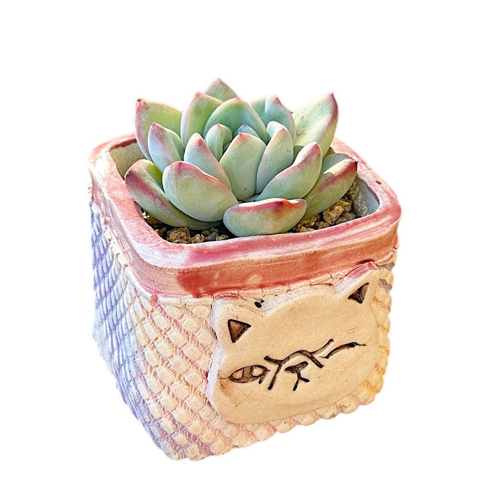 succulent sensations Echeveria Sensation Amabelli