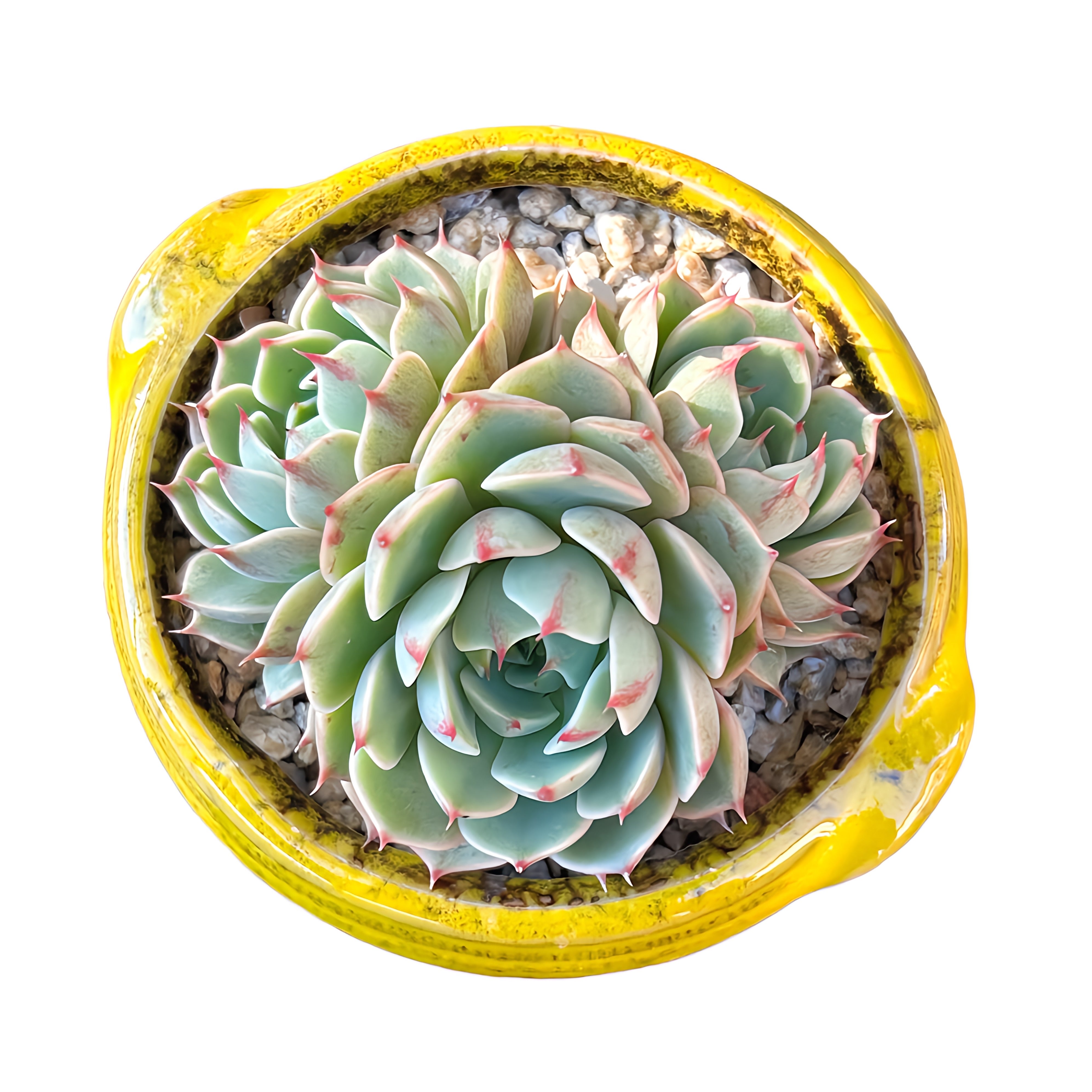 ben badis succulent Ben Badis – Limestone Succulents
