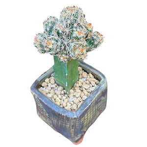 Ladyfinger Cactus (grafted)