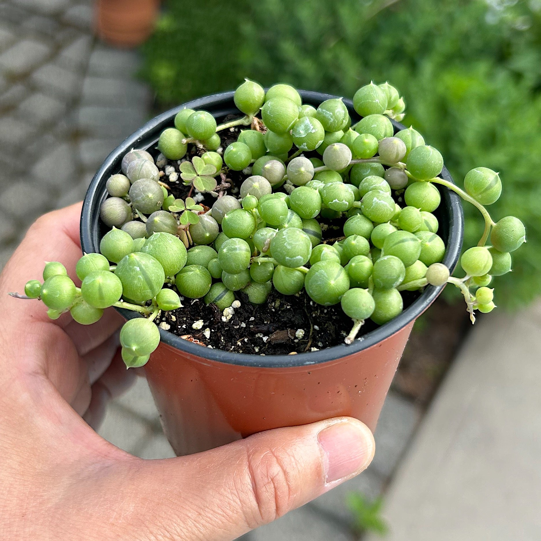 String of pearls