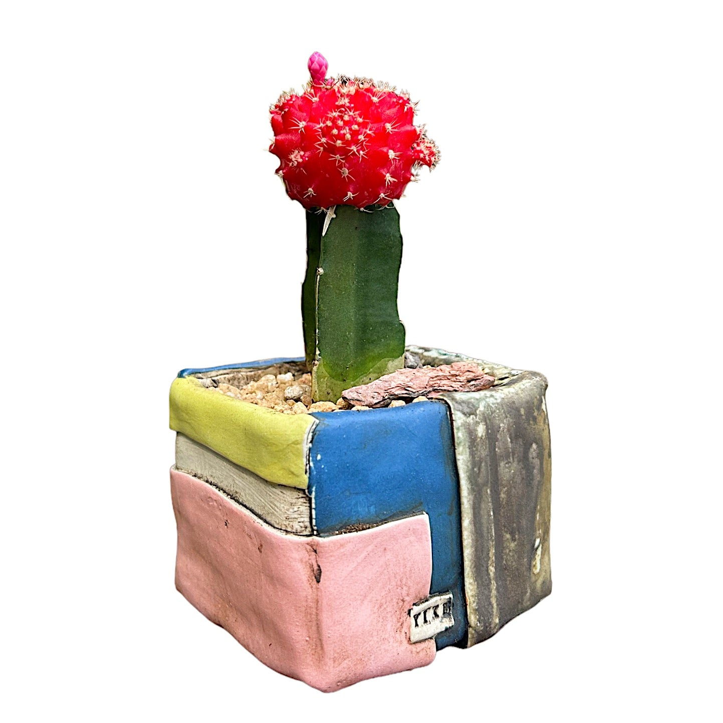 Moon Cactus (red)
