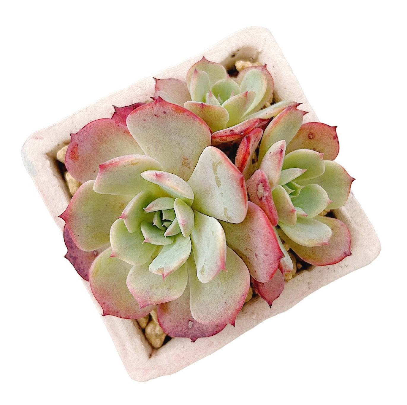 Blue Echeveria
