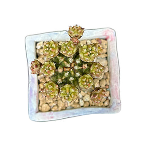 Dragon Fruit Cactus (grafted)