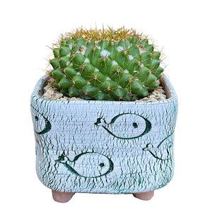 Mother of Hundreds Cactus