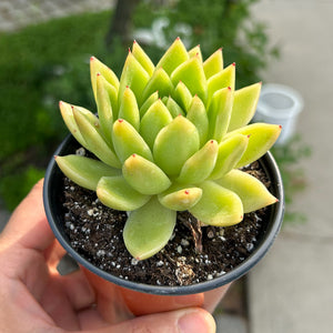 Echeveria Agavoides