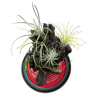 Airplant Oasis