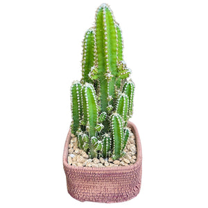 Fairy Castle Cactus