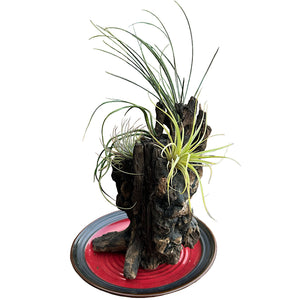 Airplant Oasis