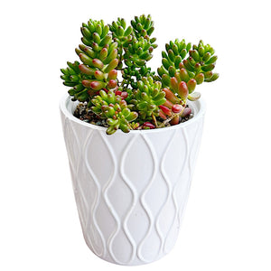 Jelly Bean Plant