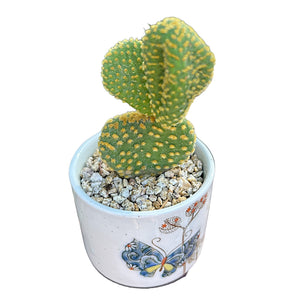 Angel's-wings Cactus