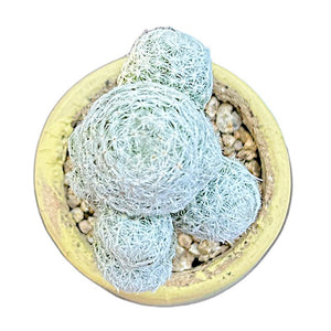Golf Ball Cactus (grafted)