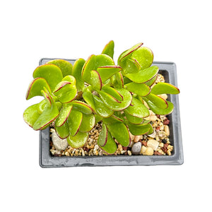 Jade (variegated)