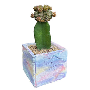 Dragon Fruit Cactus (grafted)