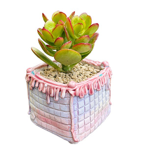 Jade Plant