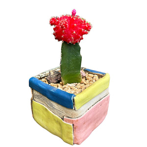 Moon Cactus (red)