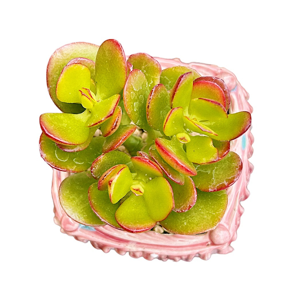 Jade Plant