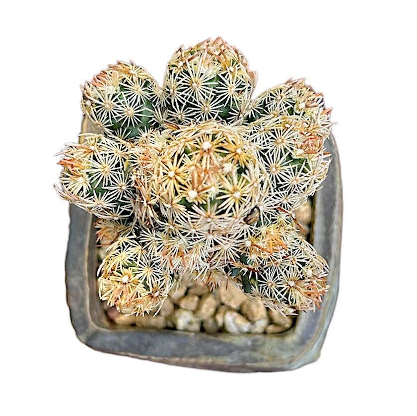 Ladyfinger Cactus (grafted)
