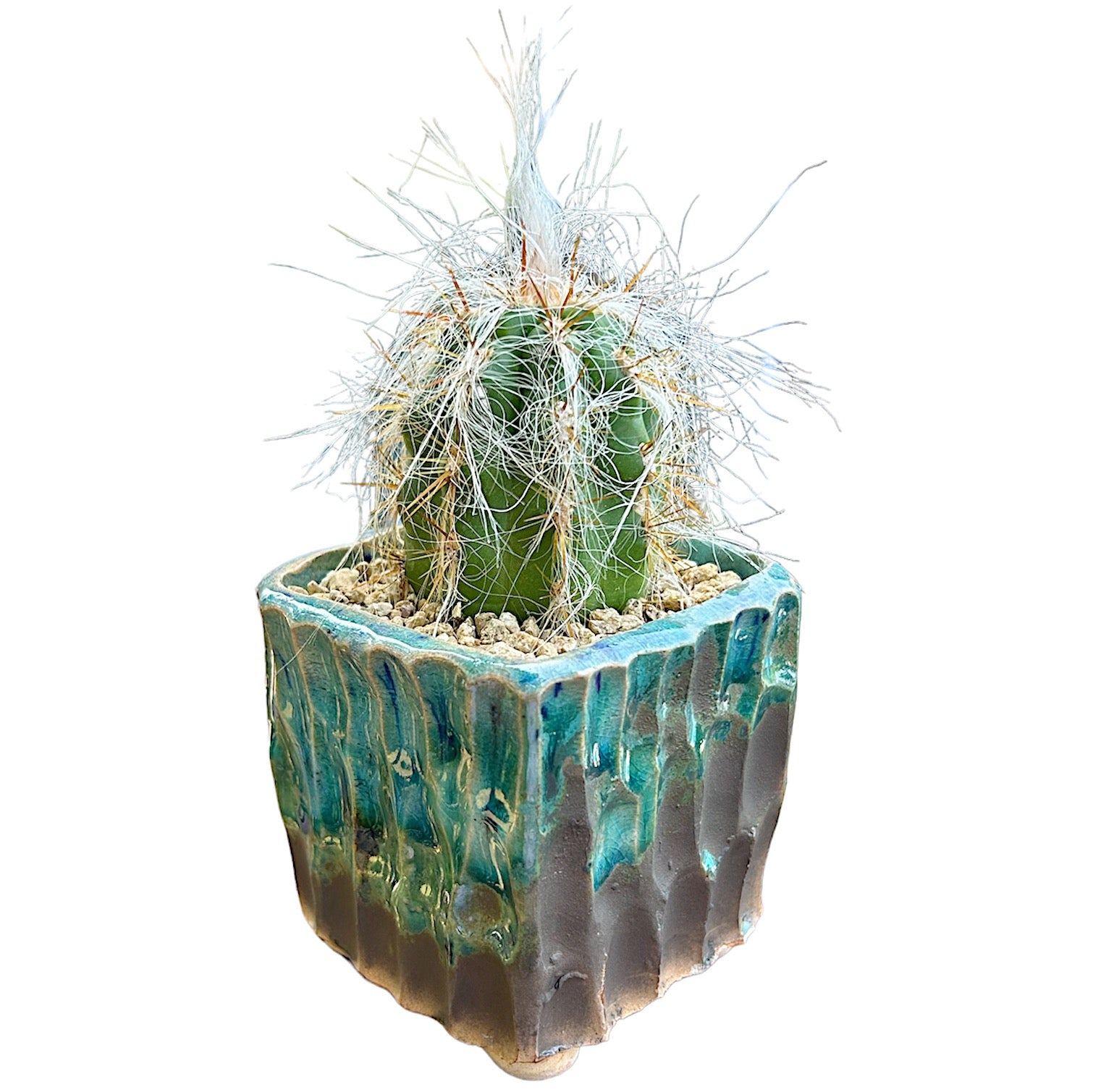 Old Man Cactus (hybrid)