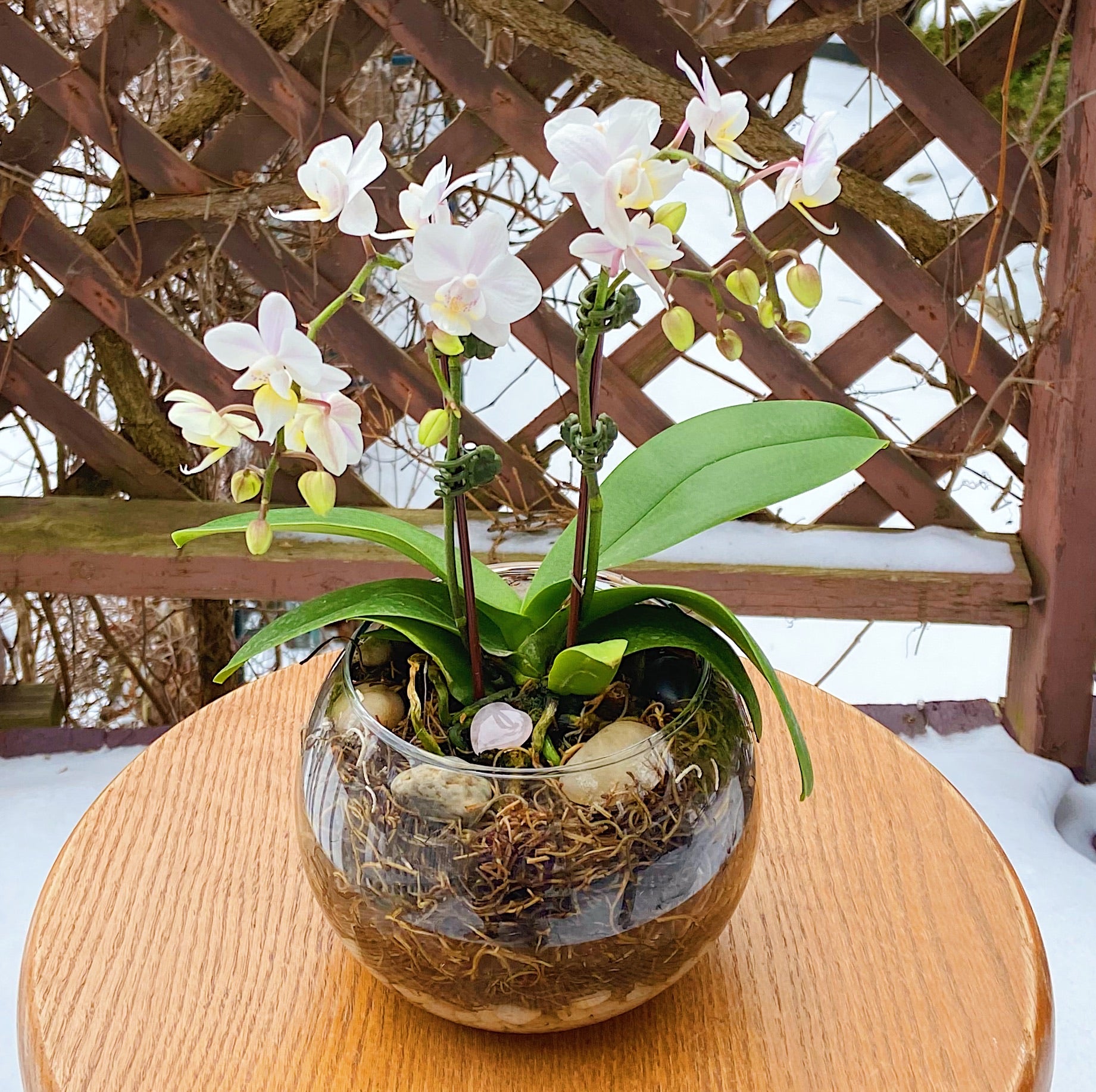 Orchid with Healing Stone