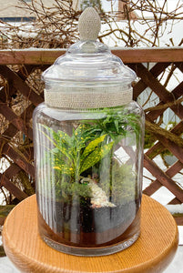 Rainforest in a jar