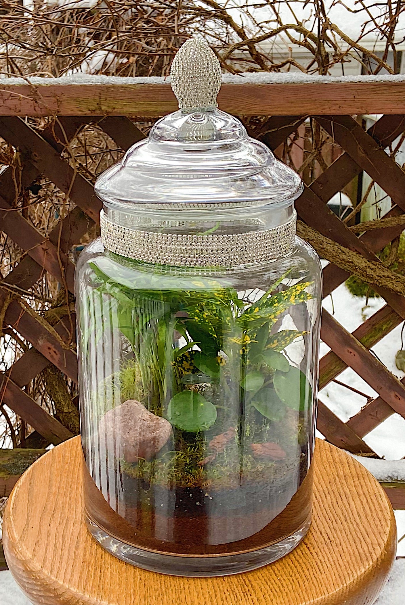Rainforest in a jar